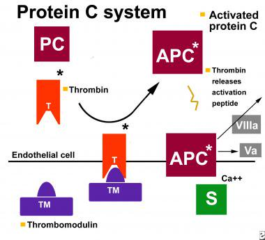 Types of Protein S
